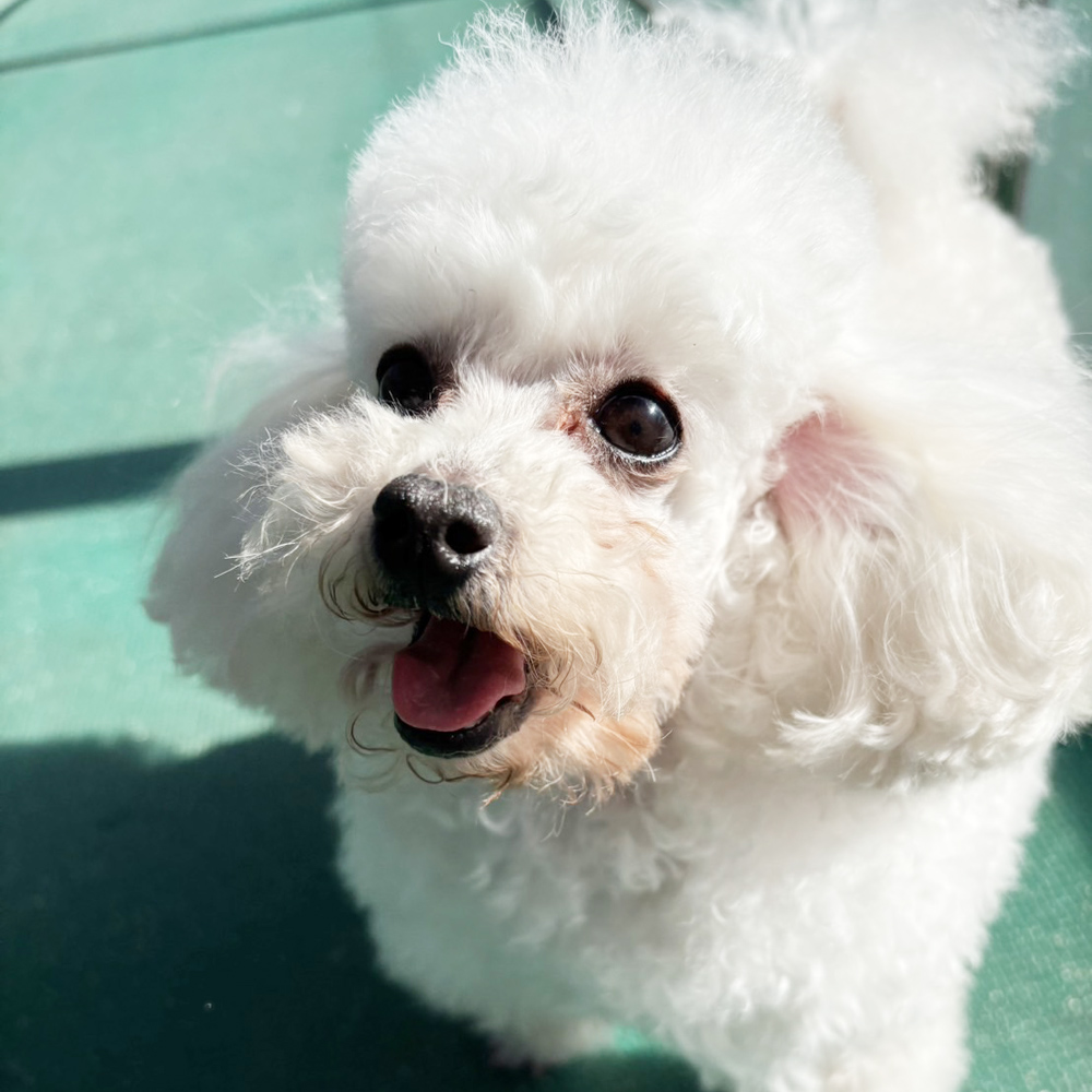 生徒が撮影したモデル犬たちの写真！